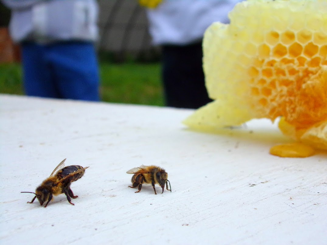 Bees and comb
