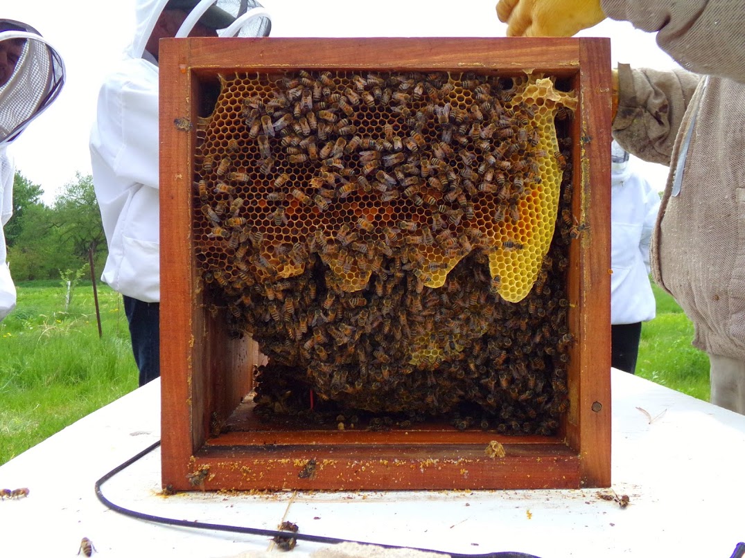 Huber hive