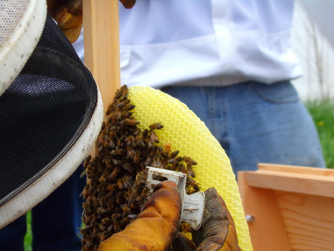 Bee Built top bar hive