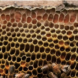 Honey Bees And Pollen