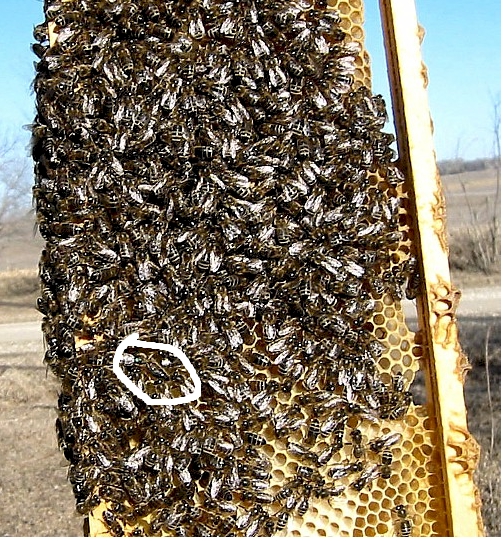 Principios básicos en Apicultura: Manejo de colmena y abejas