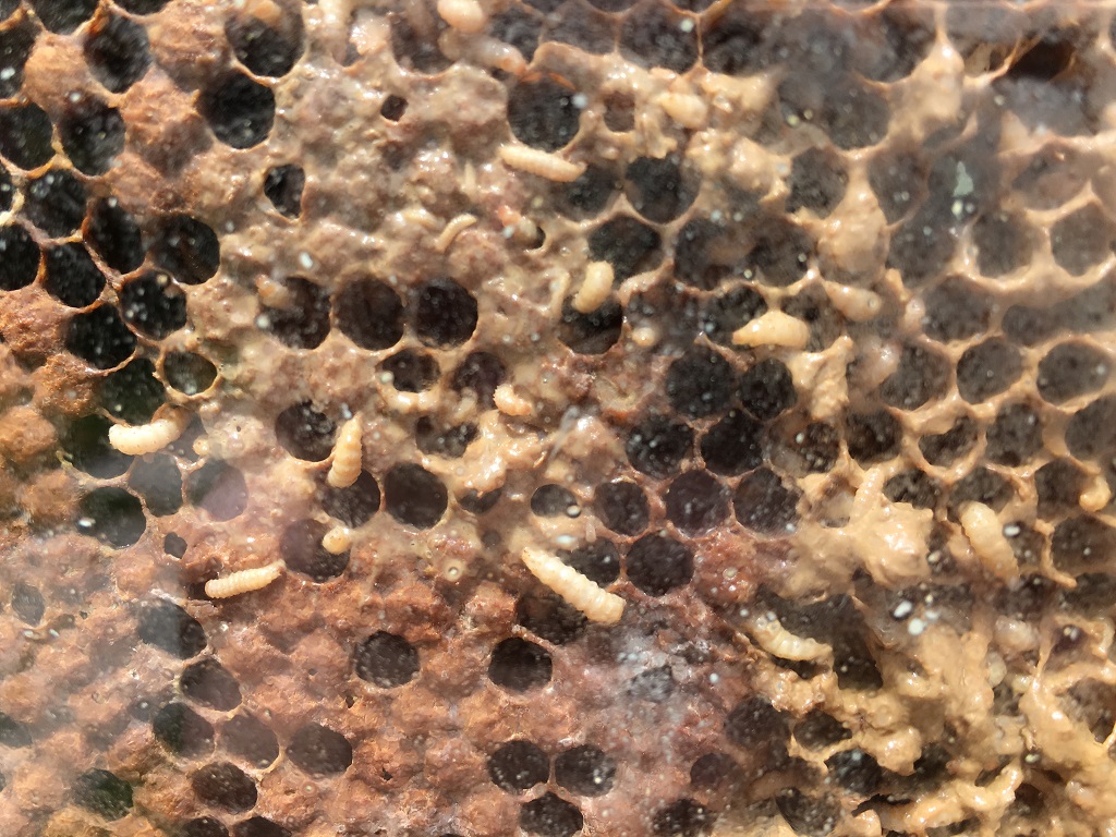 Les petits coléoptères des ruches