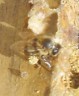 Arbeiterbiene beim Propolis-Sammeln