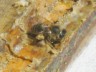 Biene sammelt Propolis