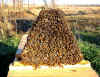 Beekeeping, KTBH Comb