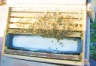 Alimentar azúcar seco para las abejas